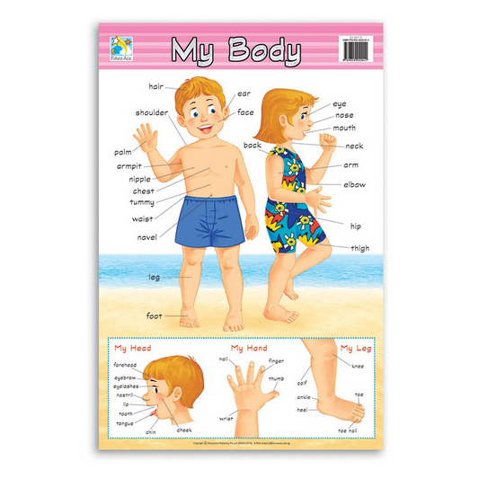 Campap My Body Wall Chart